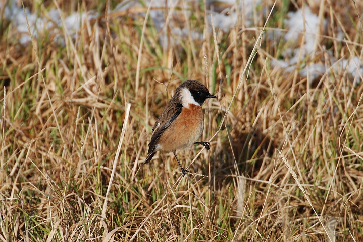 Stonechat male - A.JPG - Stonechat, male - Gloucestershire